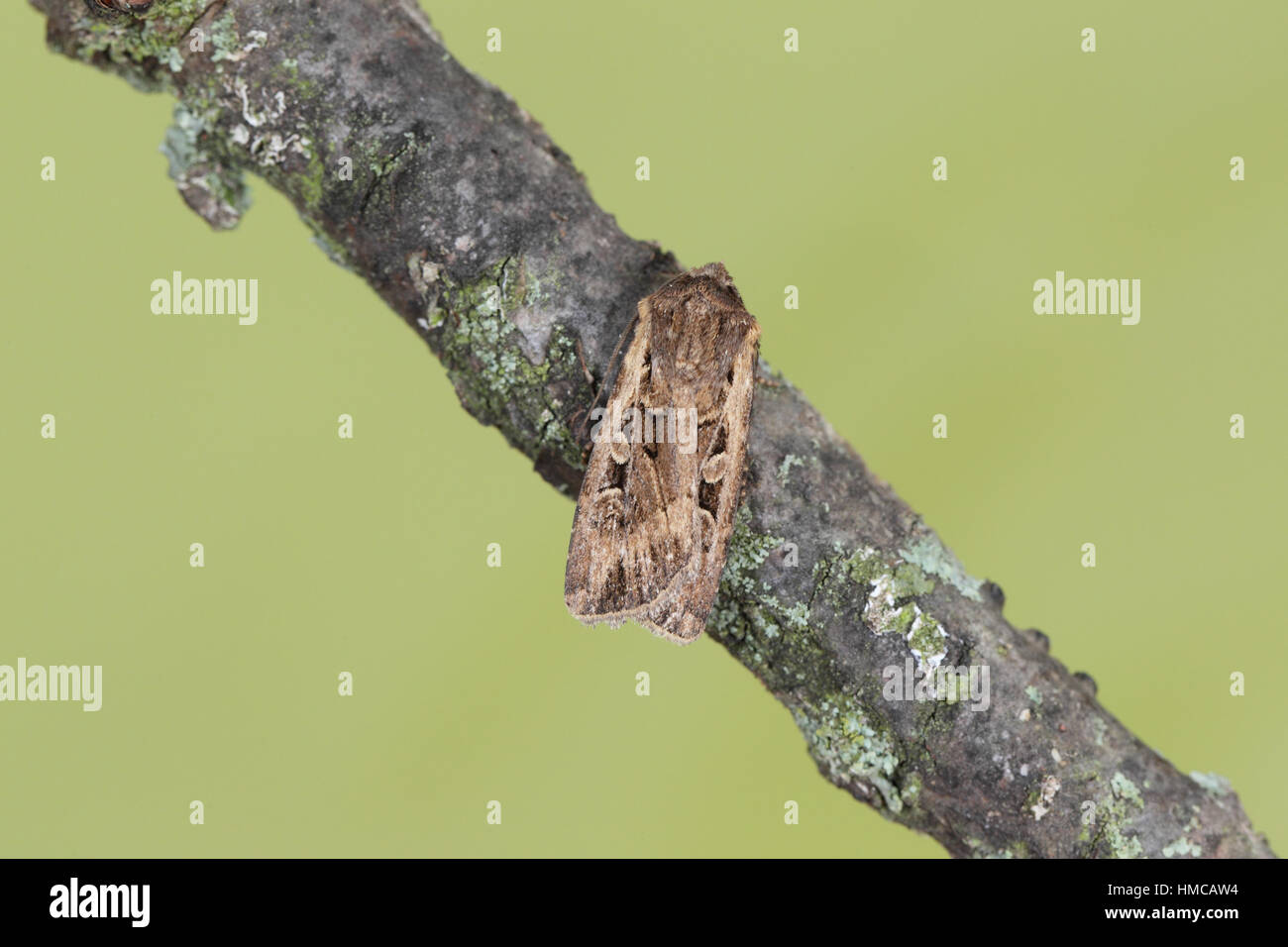 Bianco-linea DART (Euxoa tritici) - una tarma della brughiera di sabbia, appollaiato su un ramoscello in un suburbano giardino di Norfolk Foto Stock