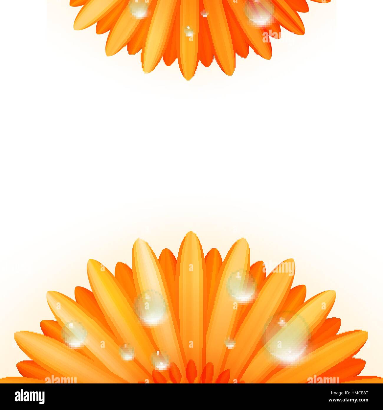 Gerber petali con gocce di acqua isolati su sfondo bianco. plus EPS10 file vettoriali Illustrazione Vettoriale