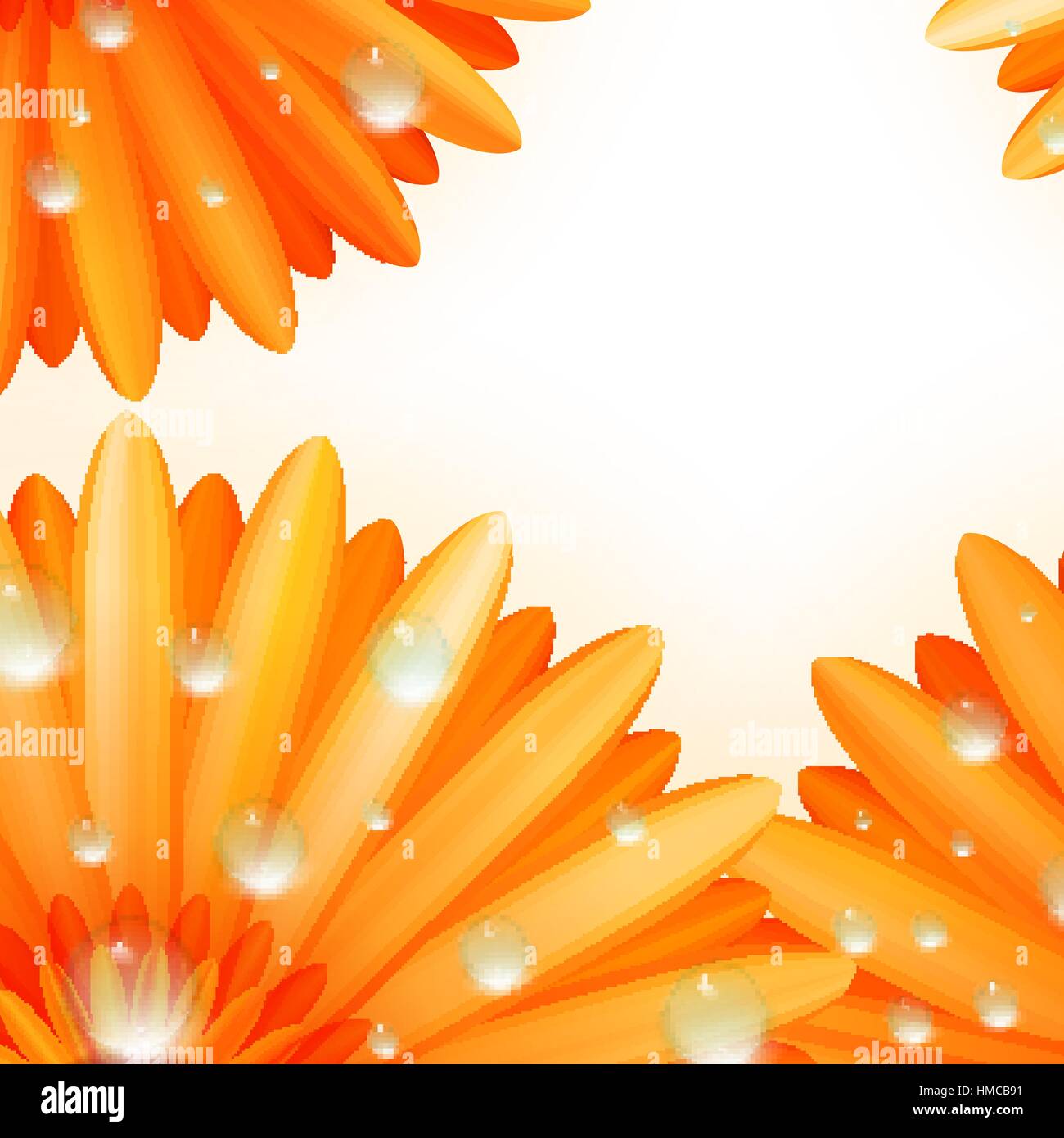 Gerber petali con gocce di acqua isolati su sfondo bianco. plus EPS10 file vettoriali Illustrazione Vettoriale