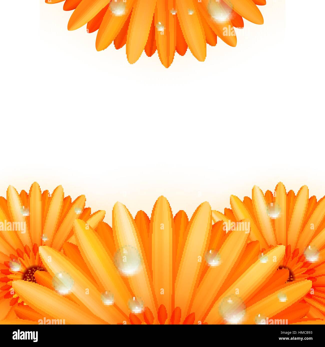 Gerber petali con gocce di acqua isolati su sfondo bianco. plus EPS10 file vettoriali Illustrazione Vettoriale