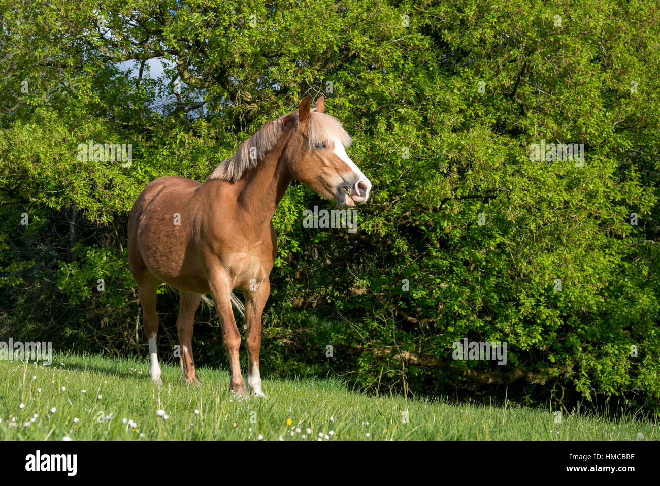 Pony di castagno godendo un sole estivo nella campagna inglese. Circondato dal verde. Foto Stock