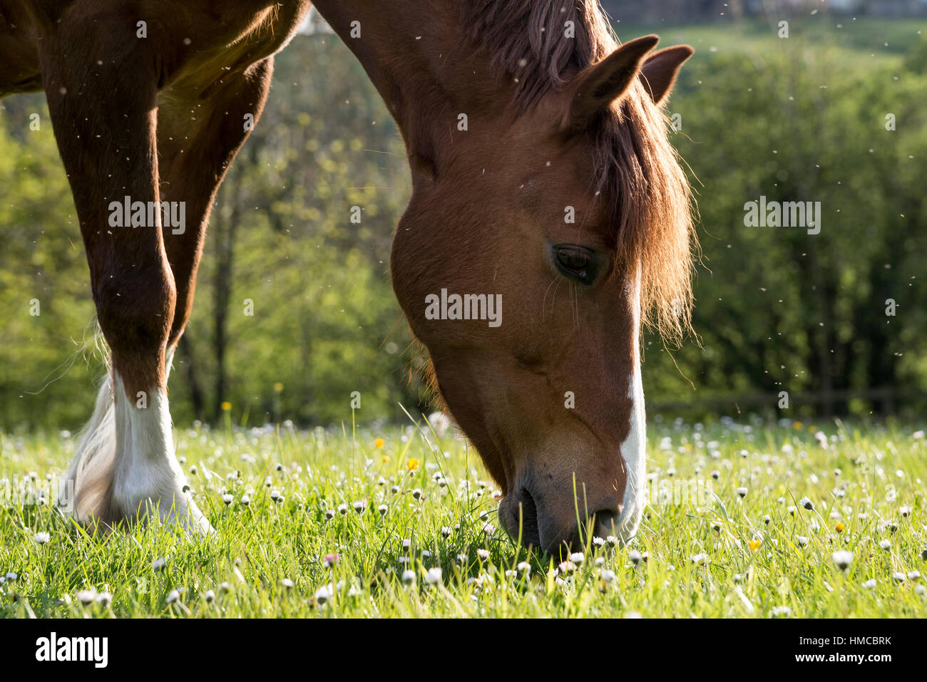 Close up di un pony di castagno di pascolare su una serata estiva con mosche ronzii attorno alla sua testa. Foto Stock