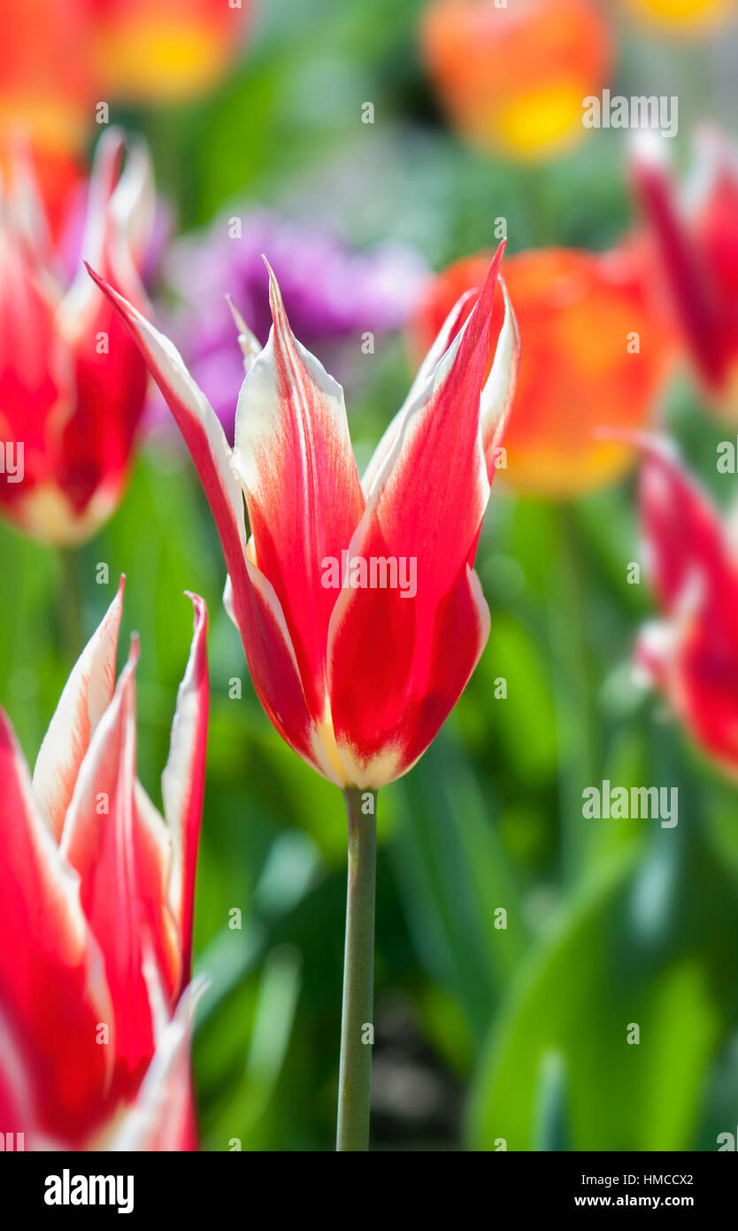 Rosso e arancio vivace molla colorata fioritura Tulip fiori noto anche come Tulipa. Foto Stock