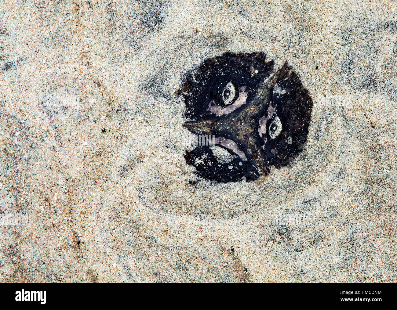 Una buccia di cocco sepolto nella sabbia sembra avere un volto della paura di orrore. Antropomorfismo. Foto Stock