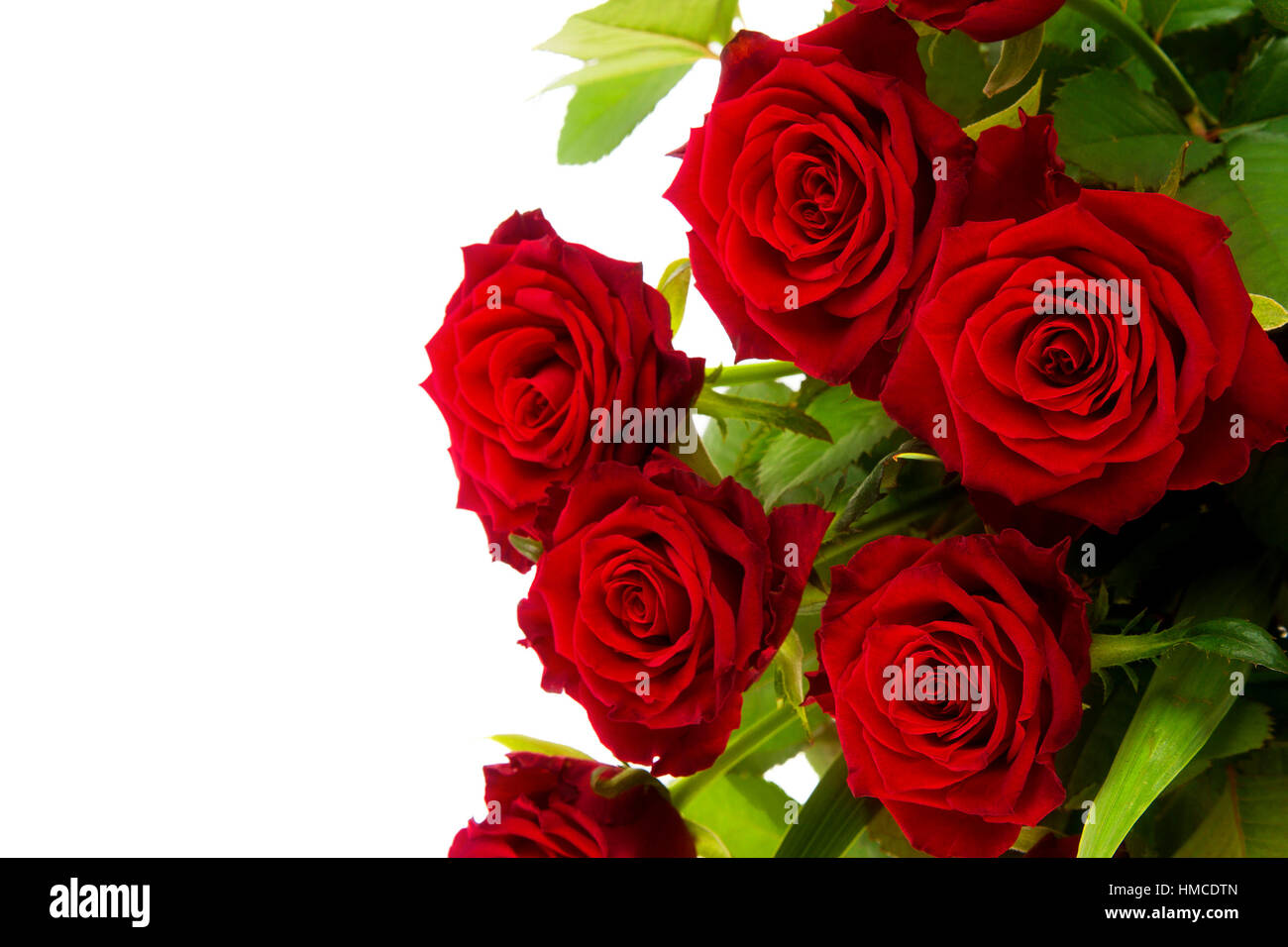 Rose rosse su sfondo bianco Foto Stock