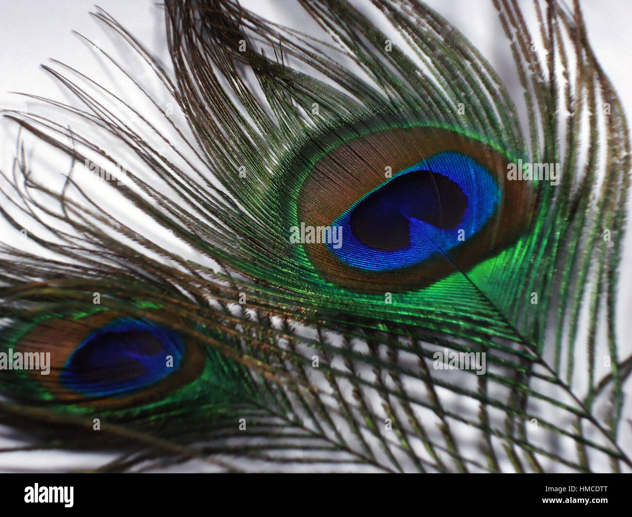 Piume di Pavone noto anche come Peafowl indiano di blu peafowl nativo di India e Sri Lanka, scientificamente noti come Pavo cristatus. Foto Stock