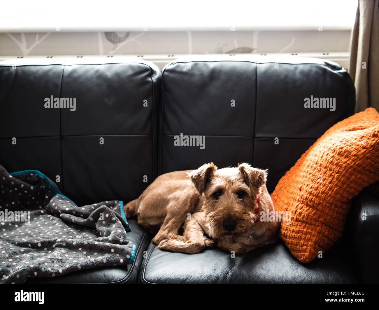 Un Irish Terrier cane seduto su un divano in pelle nera con un cuscino arancione su un lato e un cane coperta sull'altro Foto Stock