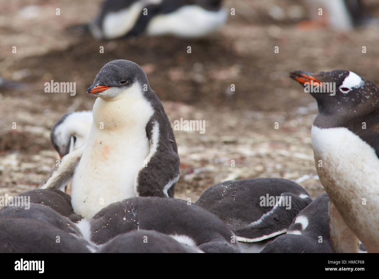 Gruppo di pinguini Gentoo pulcini (Pygoscelis papua) in un asilo nido su più deprimente isola nelle isole Falkland Foto Stock