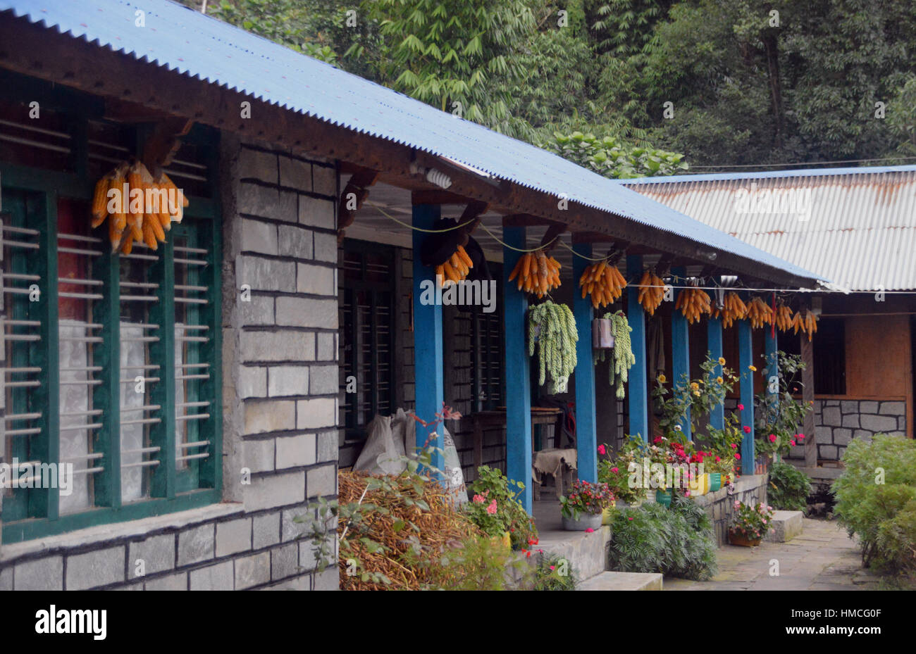 Aria di essiccamento Granturco dolce & il Miglio nel villaggio di Chomrong nei modi Khola River Valley nel Santuario di Annapurna Himalaya,, Nepal, Asia. Foto Stock