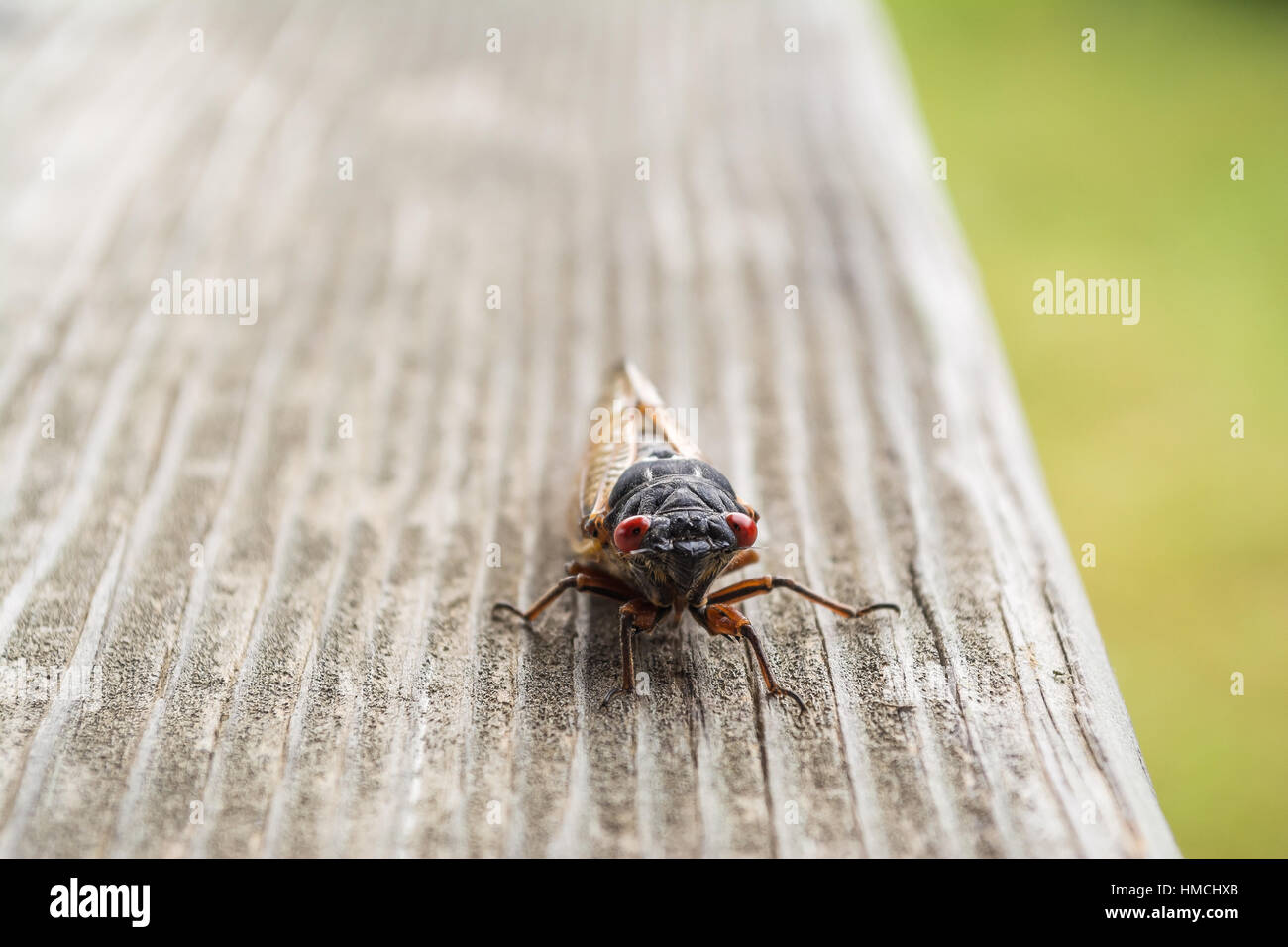 Un vicino punto di vista la cattura di una cavalletta su di un pezzo di legname. Foto Stock