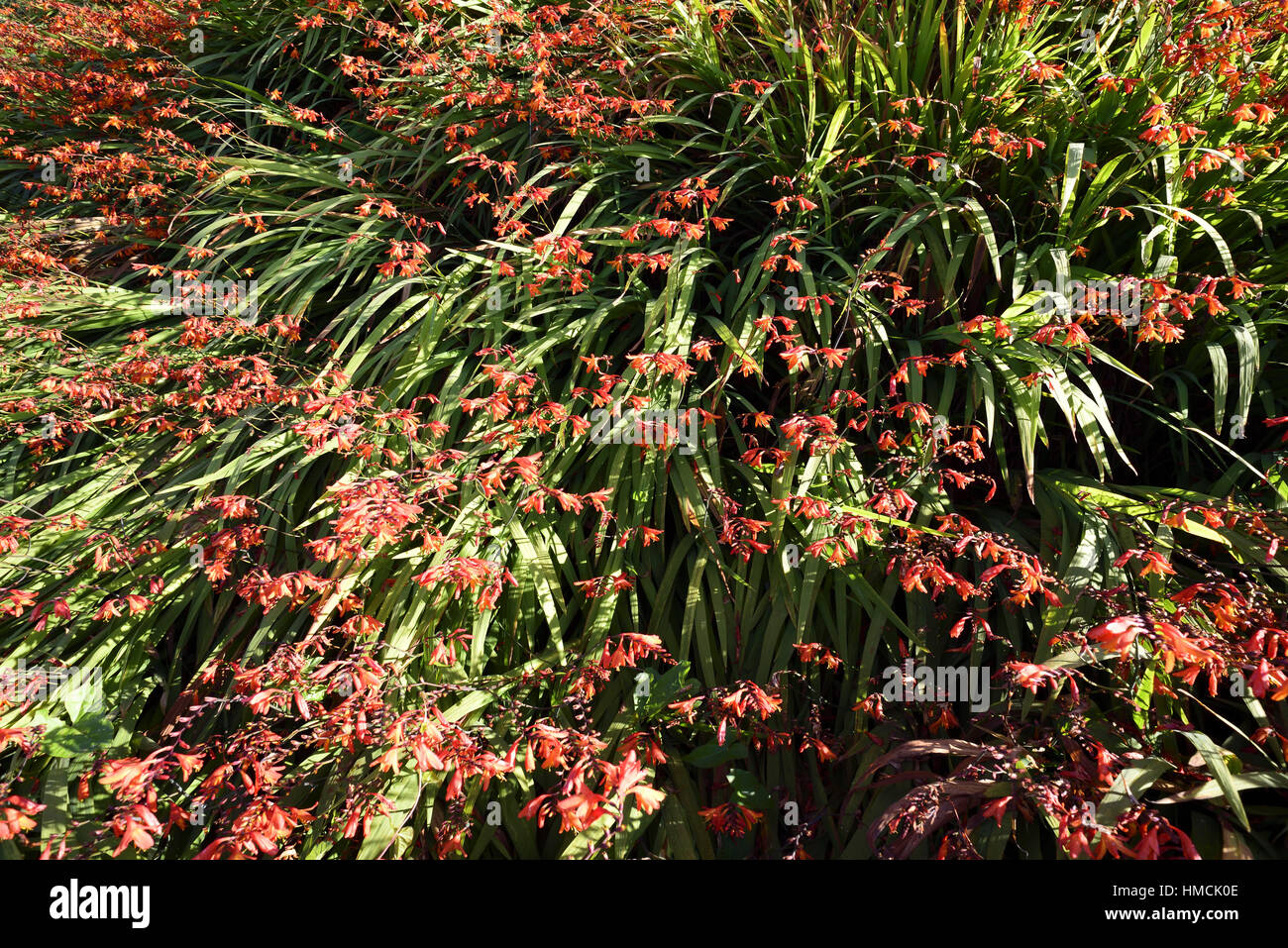 Visualizzazione di Montbretia (Crocosmia) sulla costa sud ovest percorso in corrispondenza di Sennen, Cornwall. Foto Stock