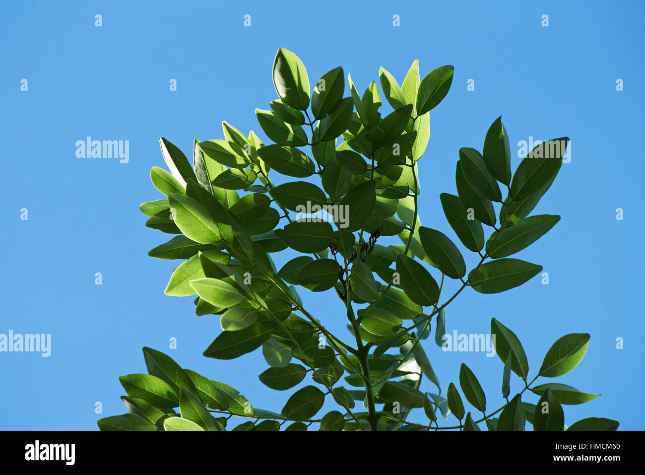 Verde fresco di foglie di albero sul cielo blu sullo sfondo Foto Stock