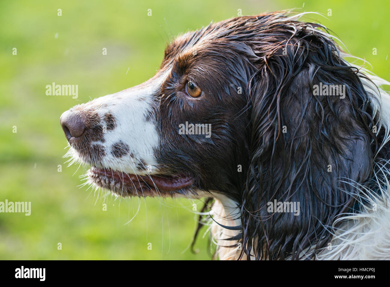 Il profilo di un marrone umido springer spaniel durante una passeggiata Foto Stock