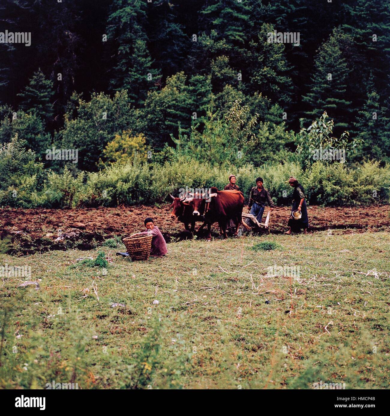 Gli uomini con un paio di buoi arare i campi, Bhutan. Foto Stock