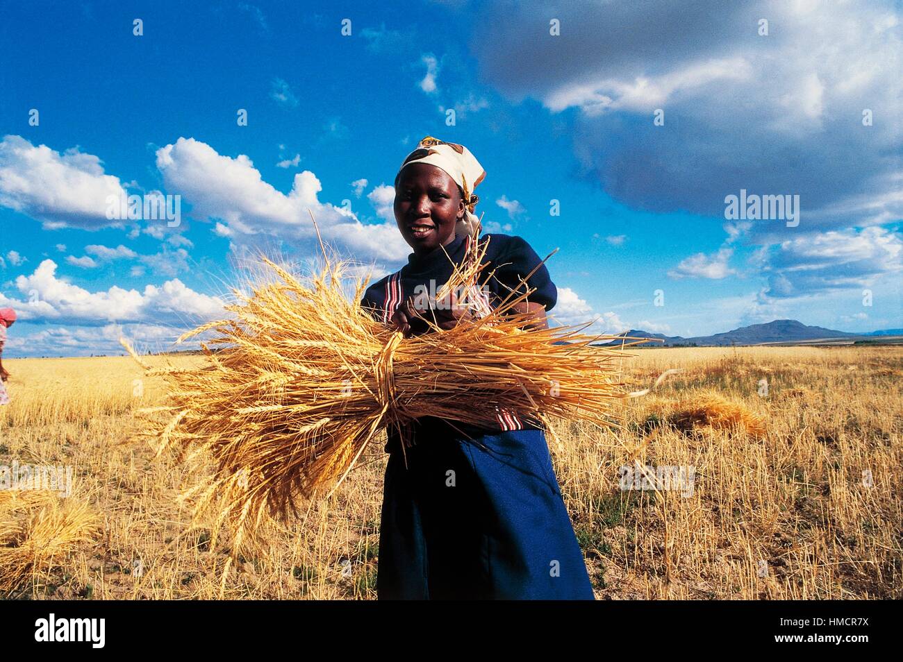 Donna che mantiene un covone di grano durante il periodo del raccolto di un campo, Lesotho. Foto Stock