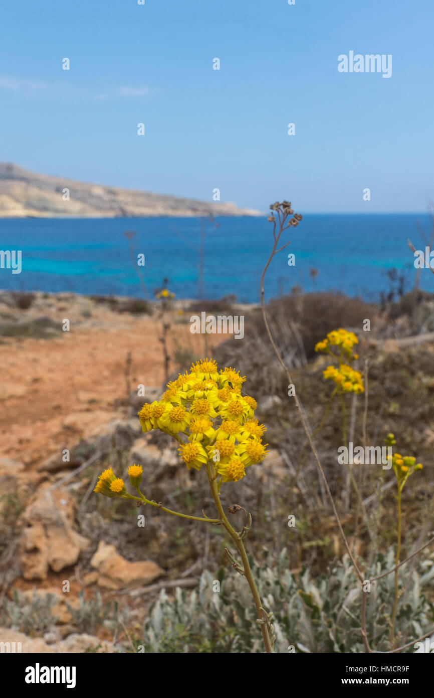 Le piante selvatiche in Malta Foto Stock