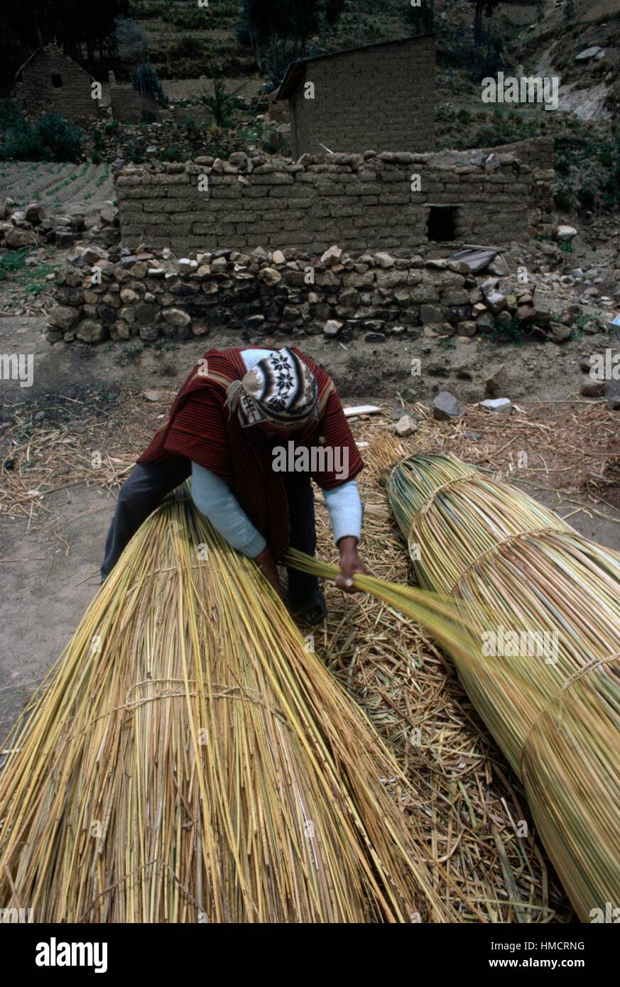 Donna legare fasci di totora ance, Bolivia. Foto Stock