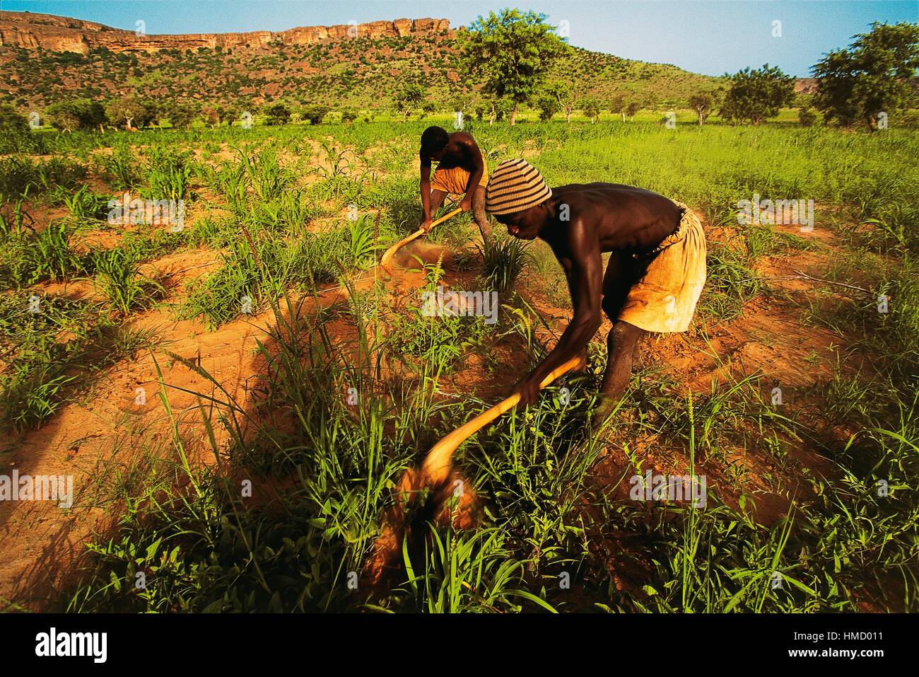 Gli agricoltori Dogon zappando un campo con la scarpata Bandiagara in background, Mali. Foto Stock