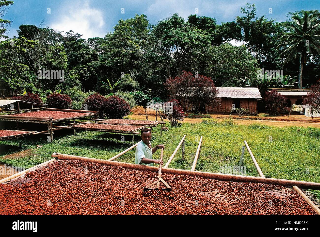 Un uomo di cacao di elaborazione steso a secco, nei pressi di Ebolowa, Camerun. Foto Stock