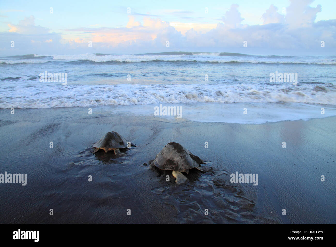 Femmina di Olive Ridley tartarughe (Lepidochelys olivacea) tornando a ocean dopo il nesting durante l'arribada. Ostional Wildlife Refuge, Guanacaste in Costa Foto Stock