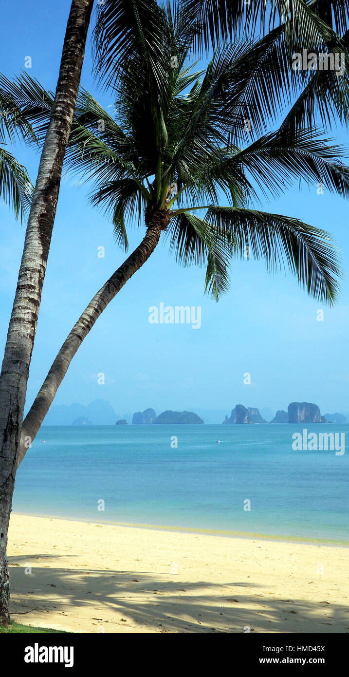 Palme e spiaggia idilliaca Foto Stock