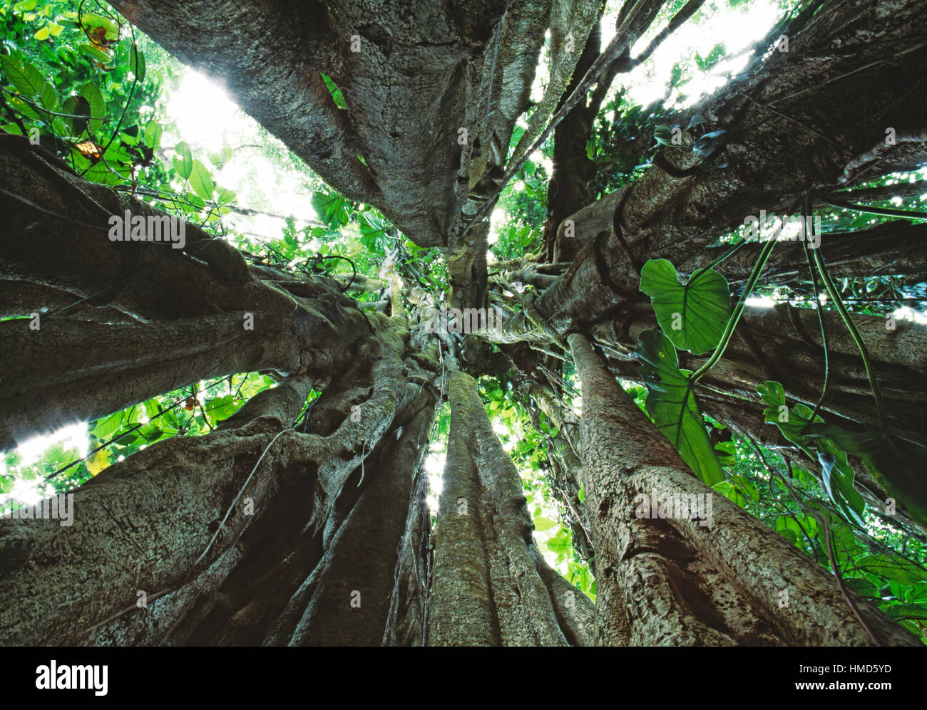Vista verso l'alto dentro un strangler fig (Ficus sp.) nella foresta pluviale nel Parco Nazionale di Corcovado, Osa Peninsula, Costa Rica. Foto Stock