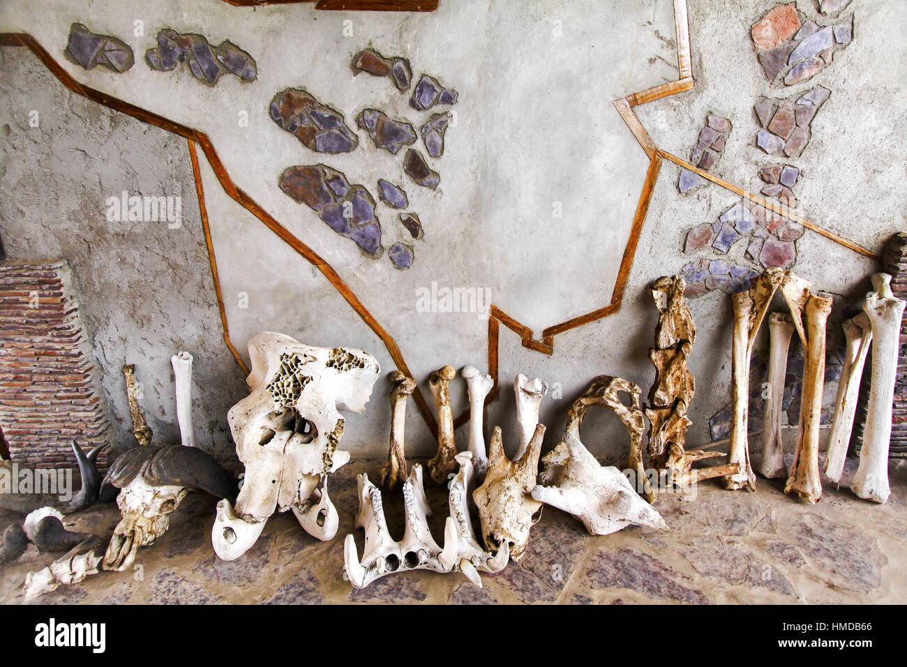 Mostra di ossa animali riserva naturale Olduvai Gorge Visitor Center Museum White Wall background famoso Ngorongoro Crater National Park Tanzania Africa Foto Stock