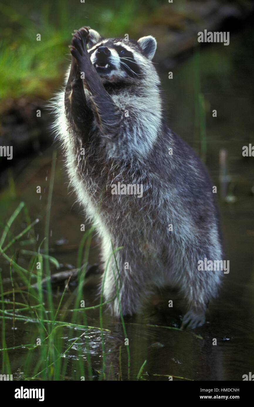 Raccoon (Procione lotor) captive sollevato, Columbia Falls, Montana, USA. Foto Stock