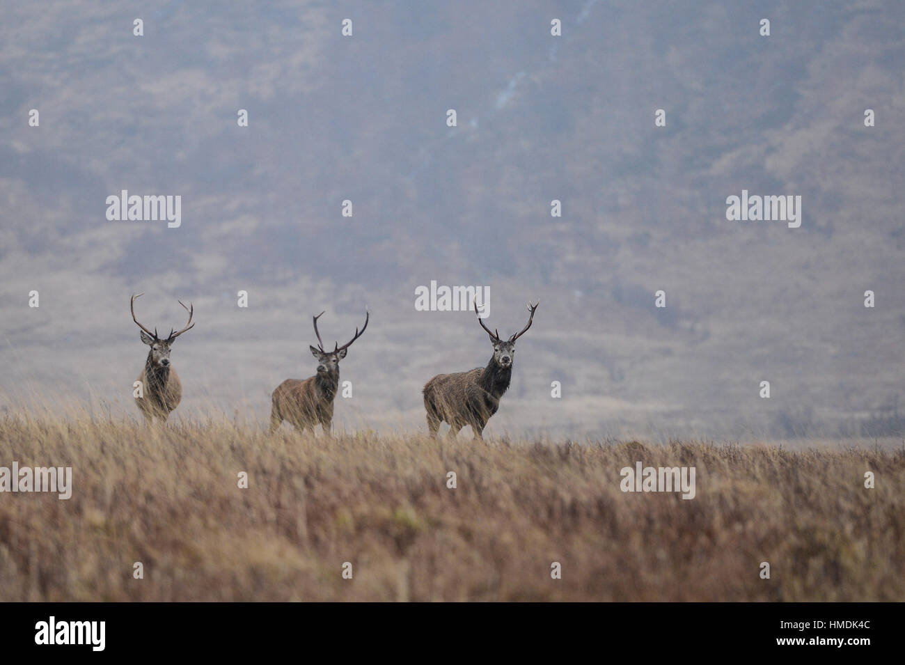 Il monarca del Glen, tre cervi rossi del cervo sta di guardia in un freddo giorno di inverni in Glen Etive, Scozia. Foto Stock