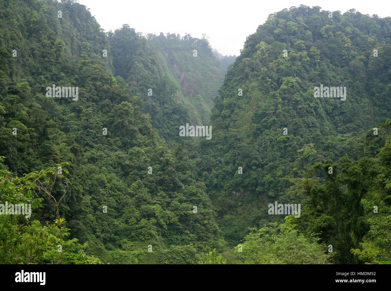 Nelle vicinanze della foresta pluviale Poás vulcano, Costa Rica. Foto Stock