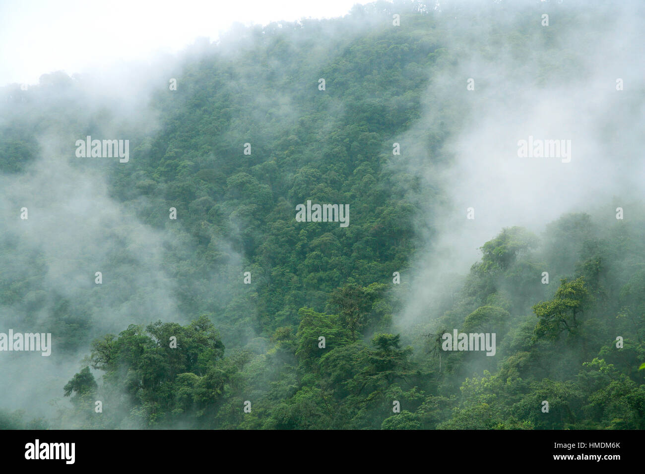 Cloudforest ,Braulio Carrillo National Park, Costa Rica. Foto Stock