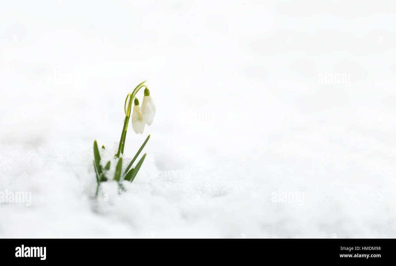 White wild bucaneve coperti di neve in primavera. Sfondo naturale con fiori selvaggi. Foto Stock