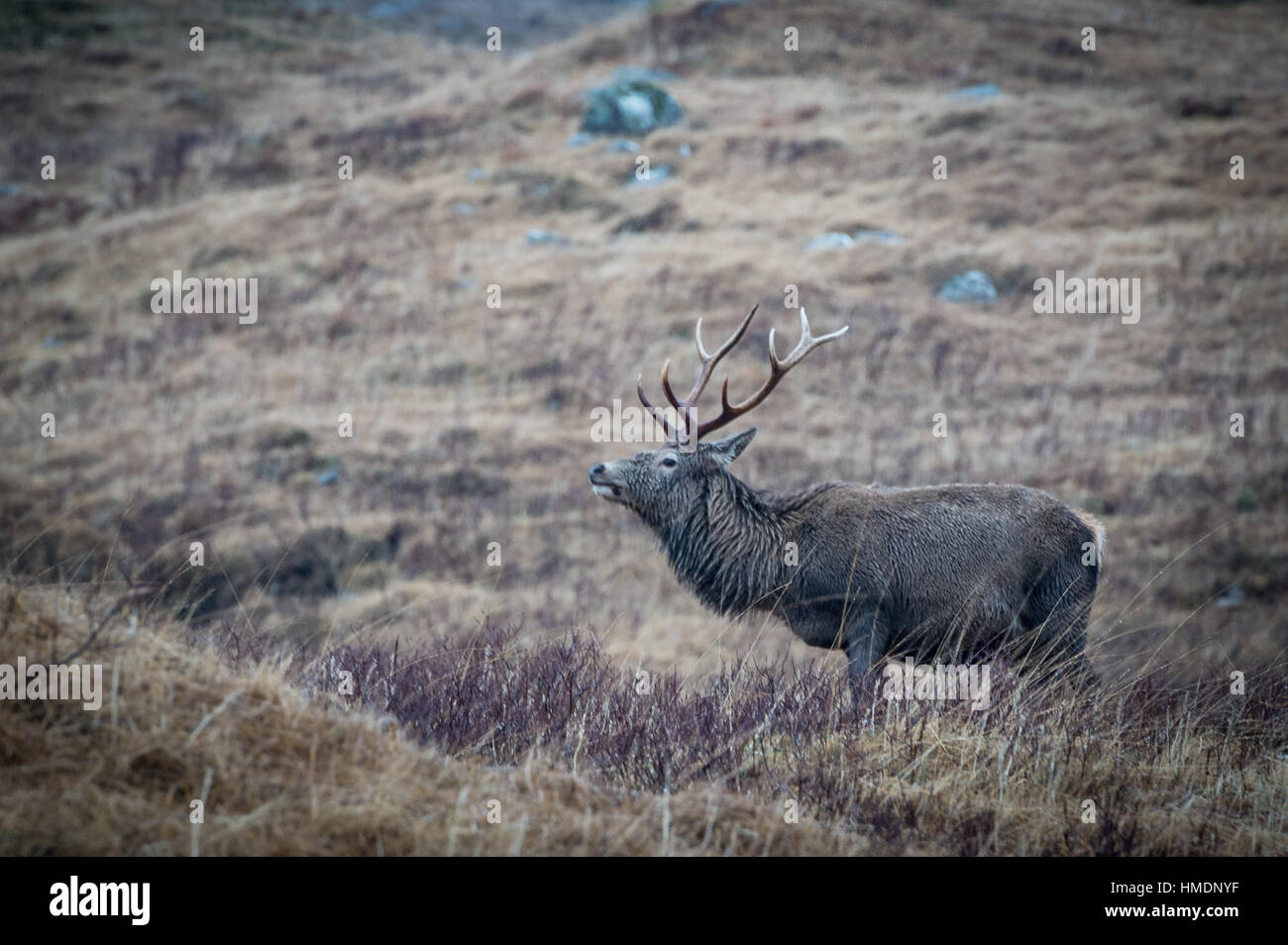 Il monarca del Glen, un cervo rosso cervo sta di guardia in un freddo giorno di inverni in Glen Etive, Scozia. Foto Stock