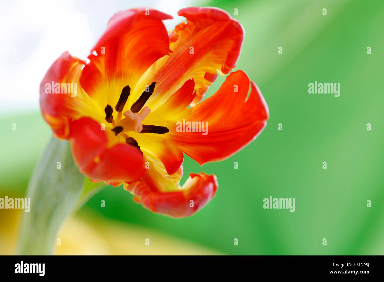 Apertura red parrot tulip ancora in vita - lampade di nuova vita Jane Ann Butler JABP Fotografia1805 Foto Stock