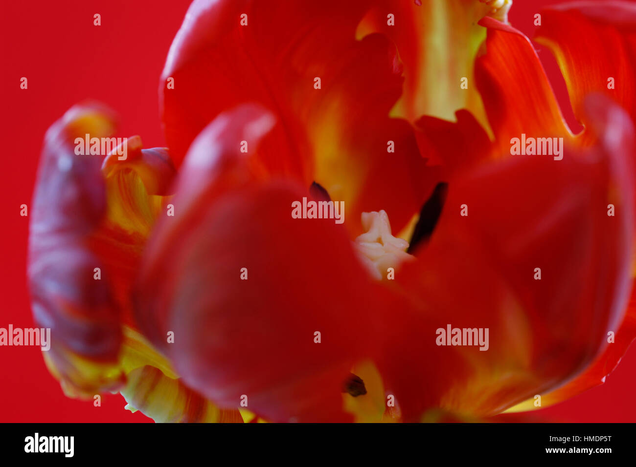 Red Parrot tulip close up della stigmatizzazione e antere - coltivare Jane Ann Butler JABP Fotografia1808 Foto Stock
