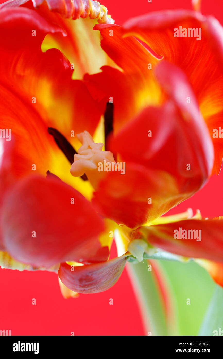 Red Parrot tulip stelo, close up cade, lo stigma e antere - coltivare Jane Ann Butler JABP Fotografia1809 Foto Stock