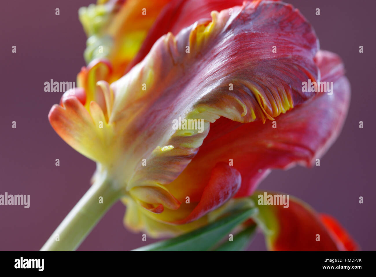 Apertura red parrot tulip ancora in vita - lampade di nuova vita Jane Ann Butler JABP Fotografia1799 Foto Stock