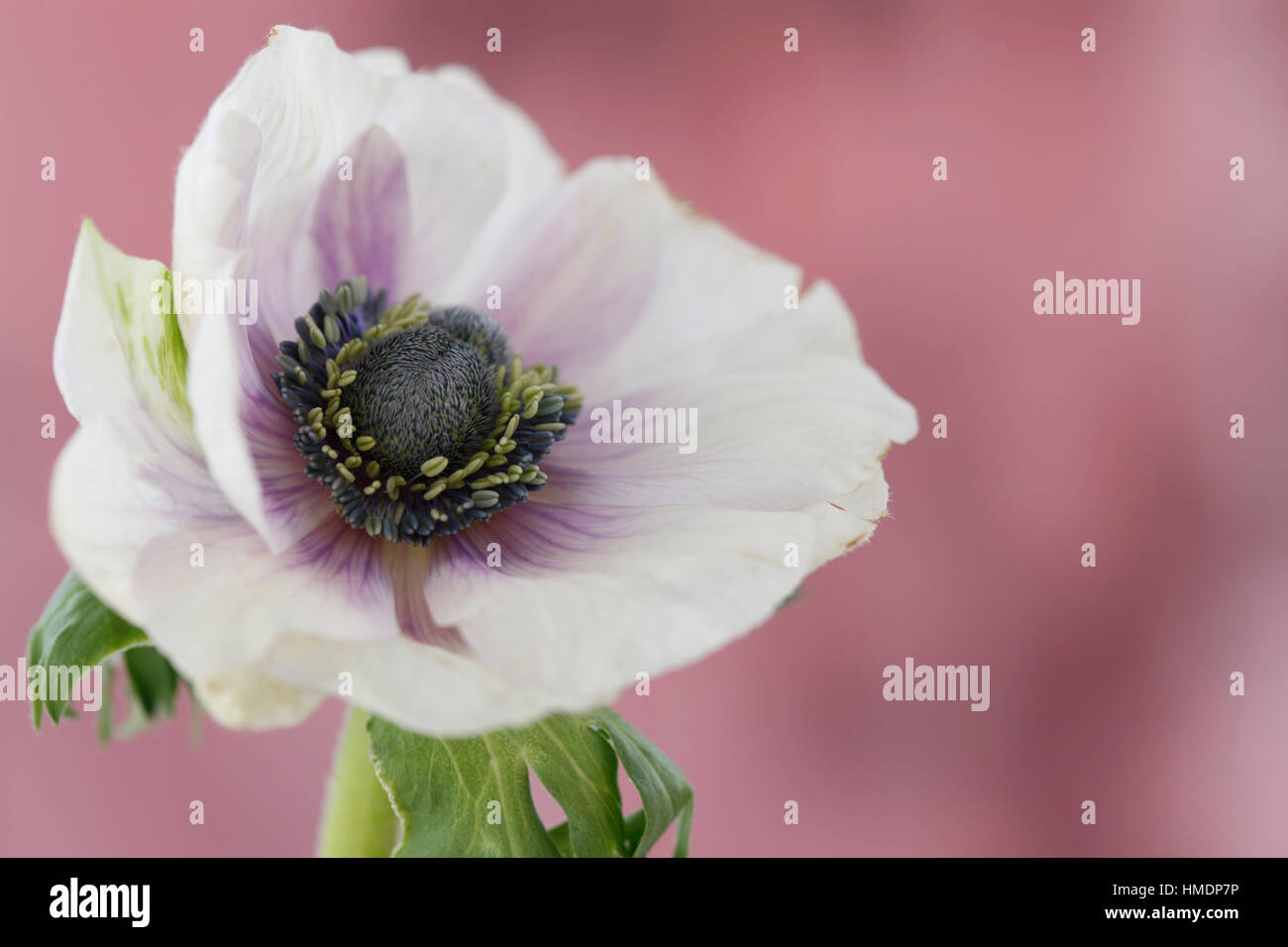 Un singolo anemone bianca con dei fiori viola centro sul mauve ancora in vita - fragile bellezza nel linguaggio dei fiori Jane Ann Butler JABP Fotografia1800 Foto Stock