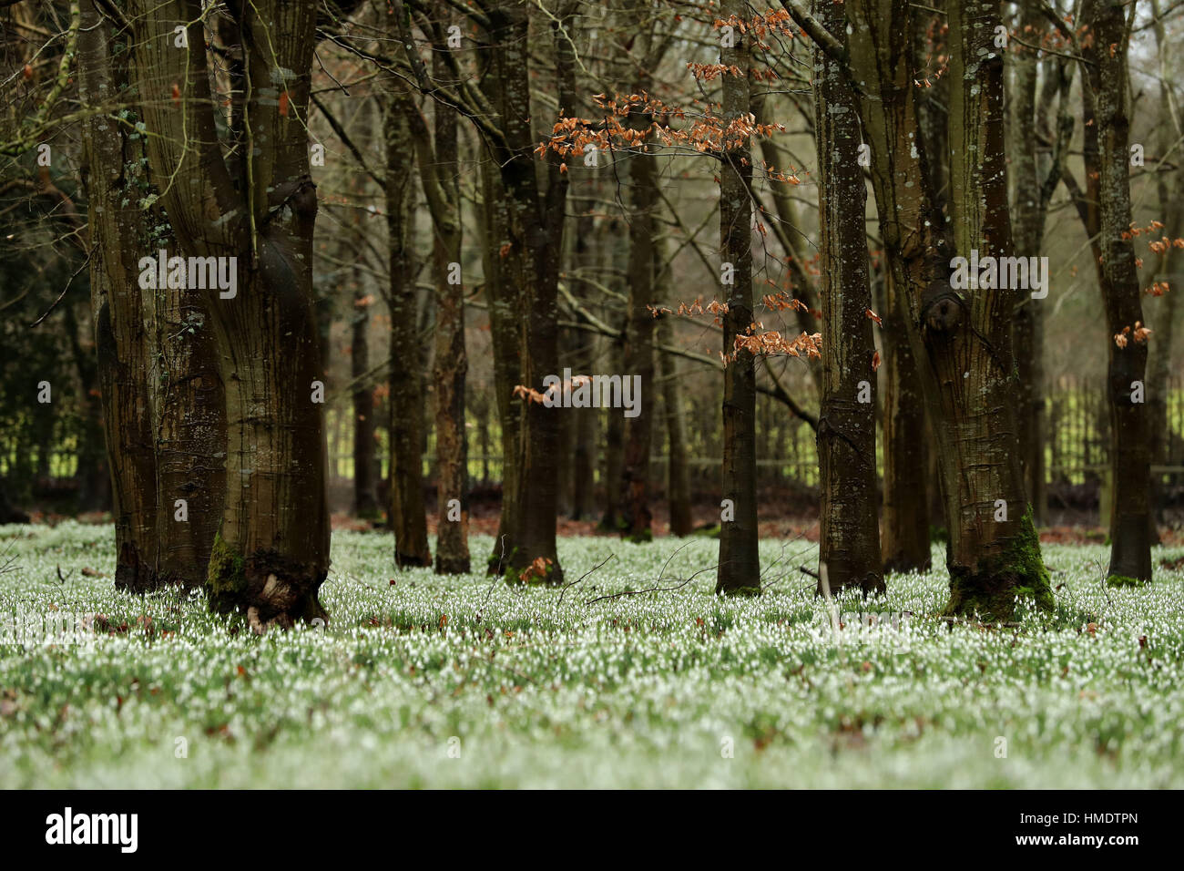 Snowdrops tappeto la massa nel 'Snowdrops legno " a Welford Park in Berkshire RESS Foto di associazione. Picture Data: giovedì 2 febbraio 2017. Foto di credito dovrebbe leggere: Andrew Matthews/PA FILO Foto Stock