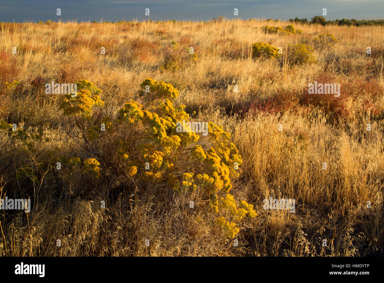 Prati con rabbitbrush a Echo Prati, Oregon Trail National Historic Trail, Oregon Foto Stock