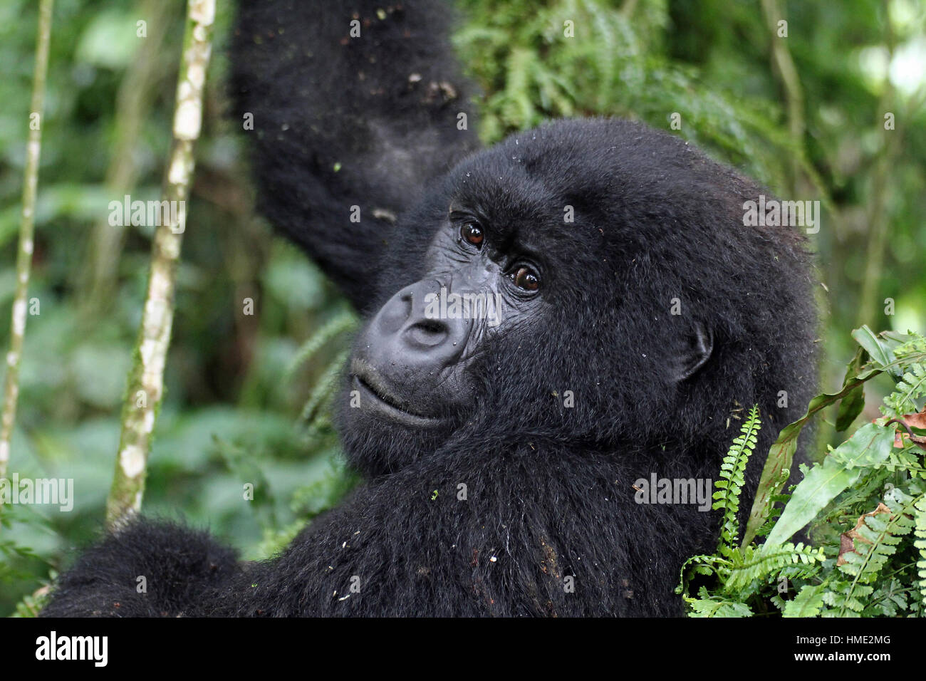 Gorilla di Montagna ritratto nelle giungle del parco nazionale di Virunga, Repubblica democratica del Congo Foto Stock