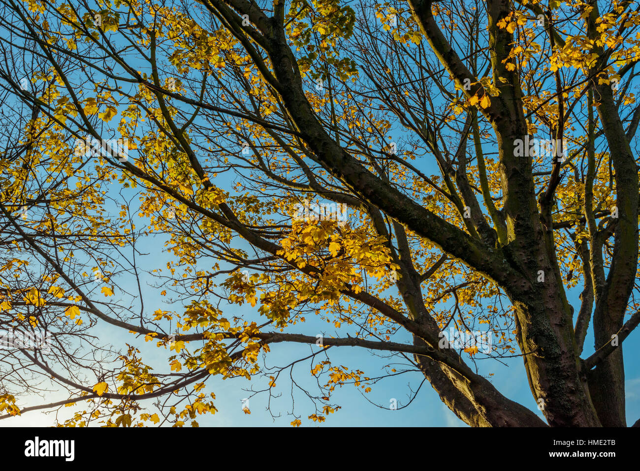 Un sicomoro con bright foglie di giallo brillante contrasto contro il cielo blu all'inizio di novembre Foto Stock