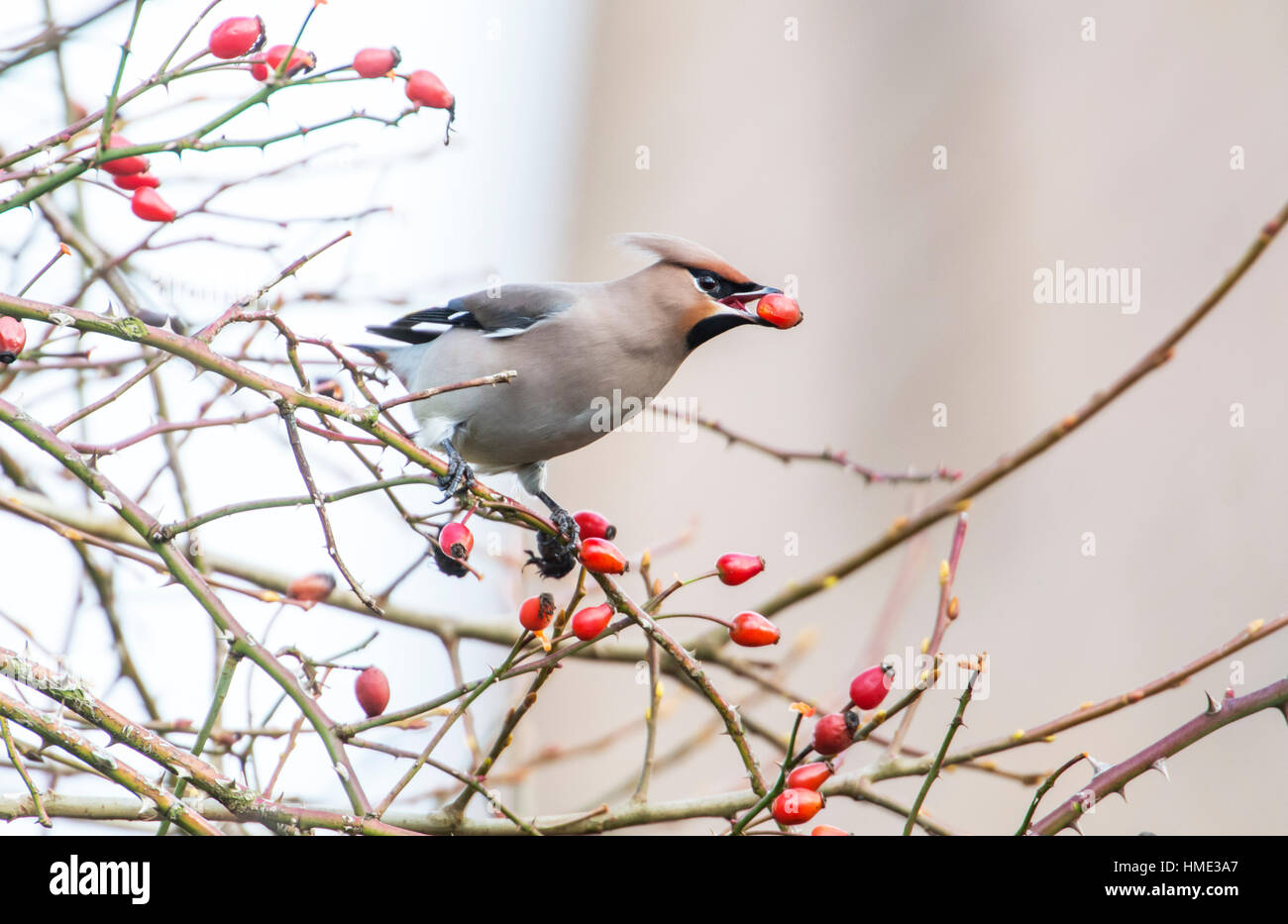 (Waxwing Bombycilla garrulus) alimentazione su bacche (HIPS). Foto Stock
