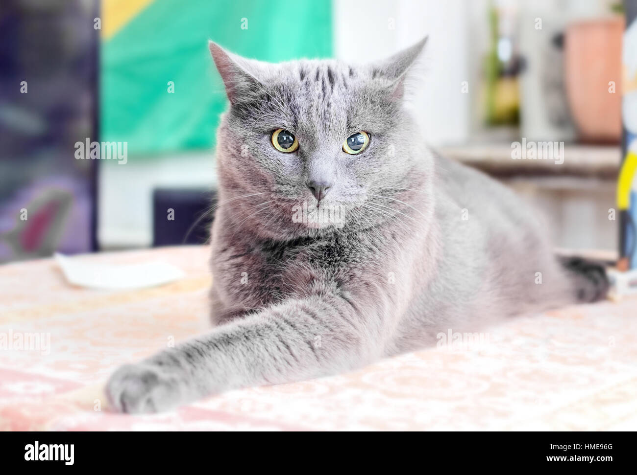 Nizza adulto gatto grigio nel profondo del pensiero Foto Stock