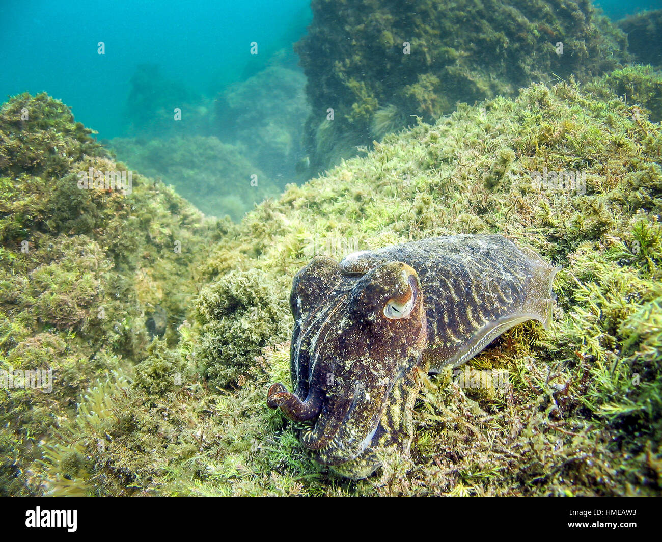 Seppie in habitat naturale del mare. Colori di mimetizzazione proteggerlo dal predatore. Tentacoli occhio di pesce di mare e di erba visibile. Foto Stock