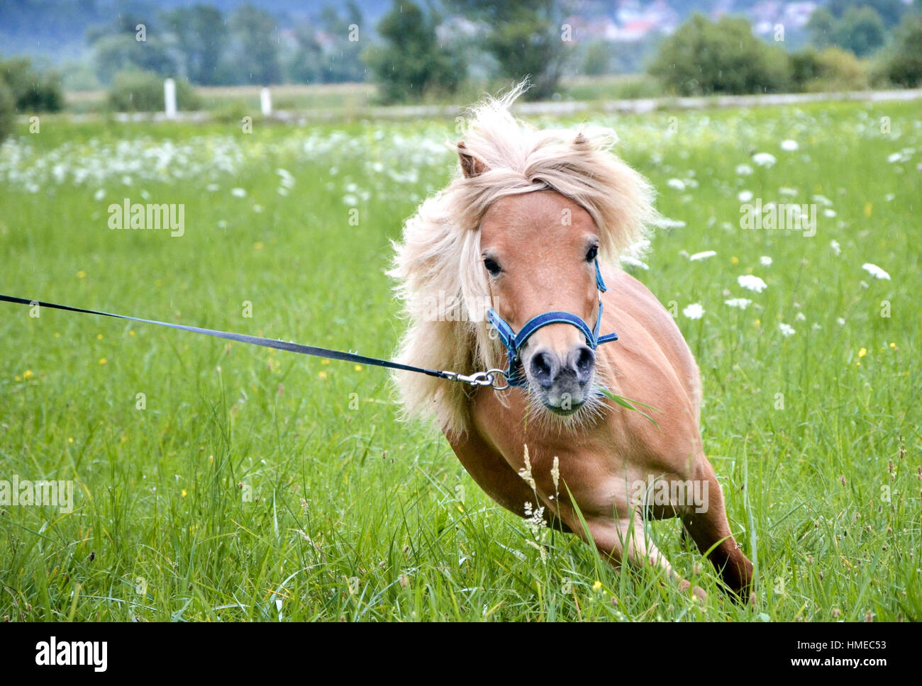 Pony cavallo su un guinzaglio è al galoppo sul prato. Norvegese delle Shetland pony è in grado di esercitare su erba verde con la foresta in background. Animale in natura Foto Stock