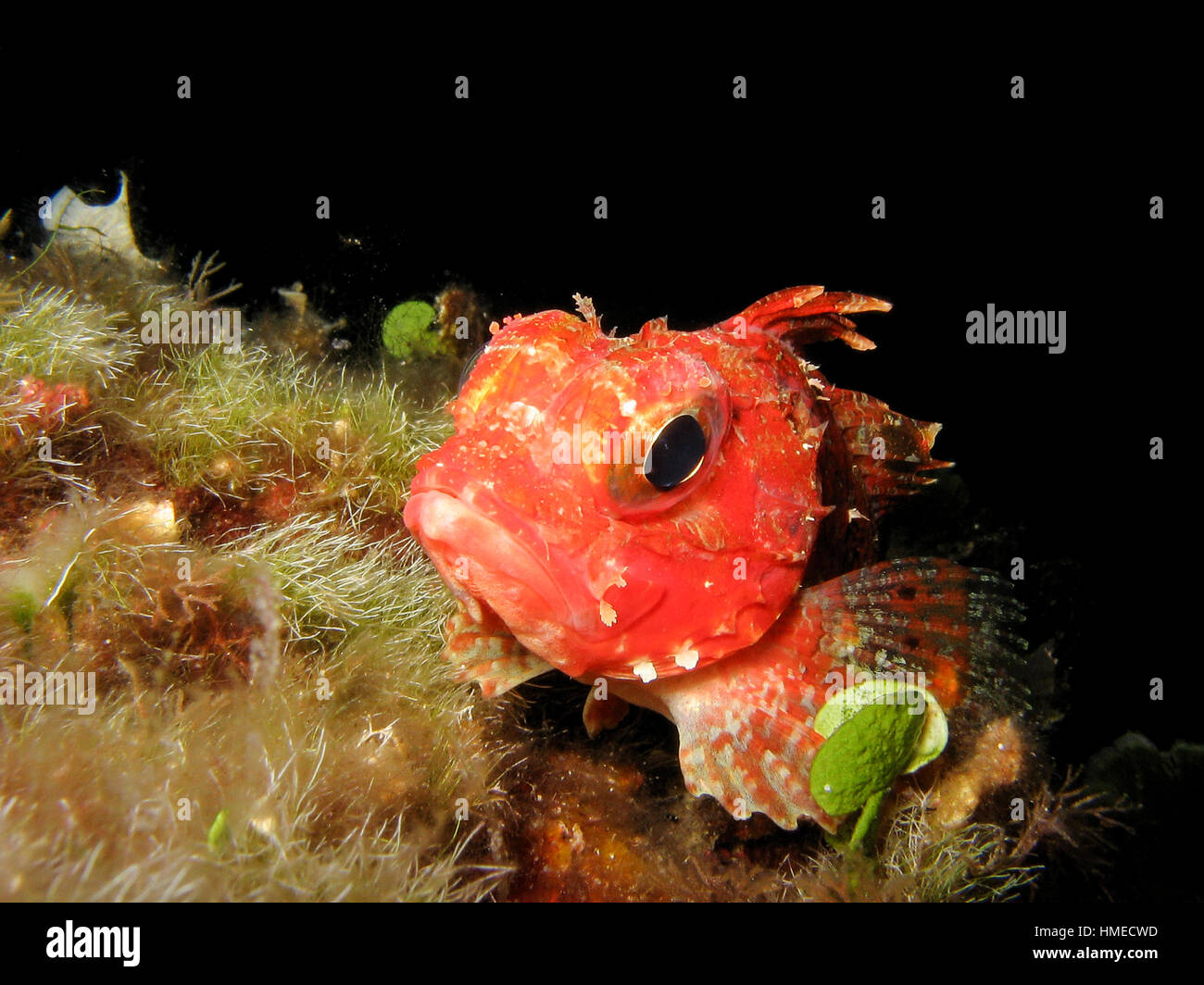 Close up di un mediterraneo scorfano Scorpaena notata. Scorpion Fish è in appoggio sul mare rocce. Foto Stock