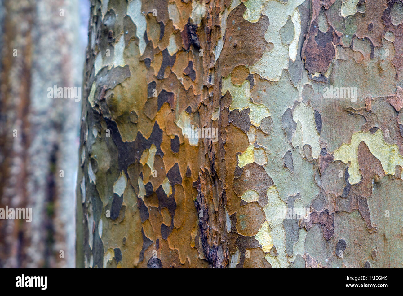 Tronco di albero piano con corteccia di scaglie, Francia Foto Stock