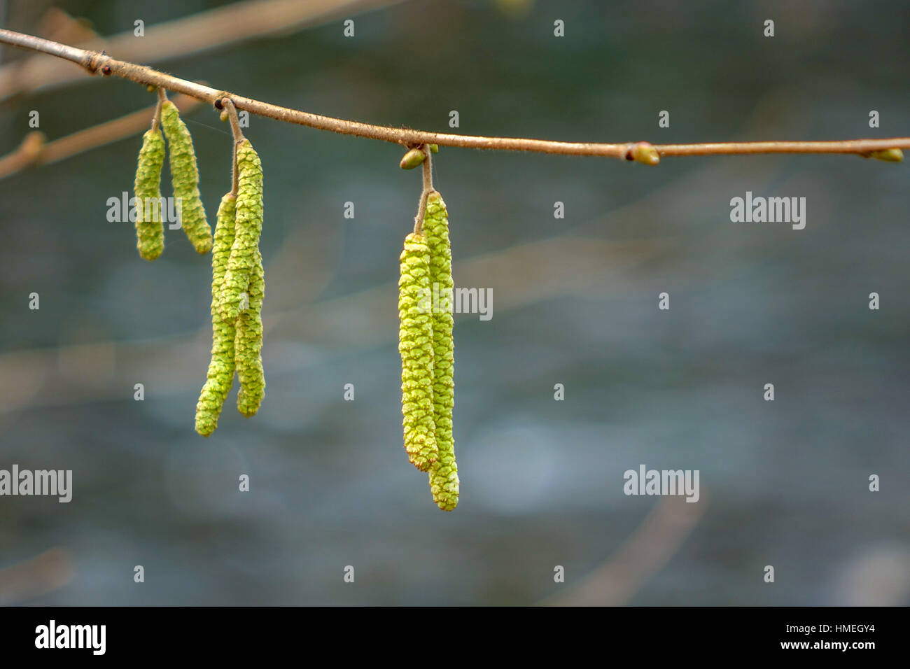 Amenti sul ramo, segno di primavera Foto Stock