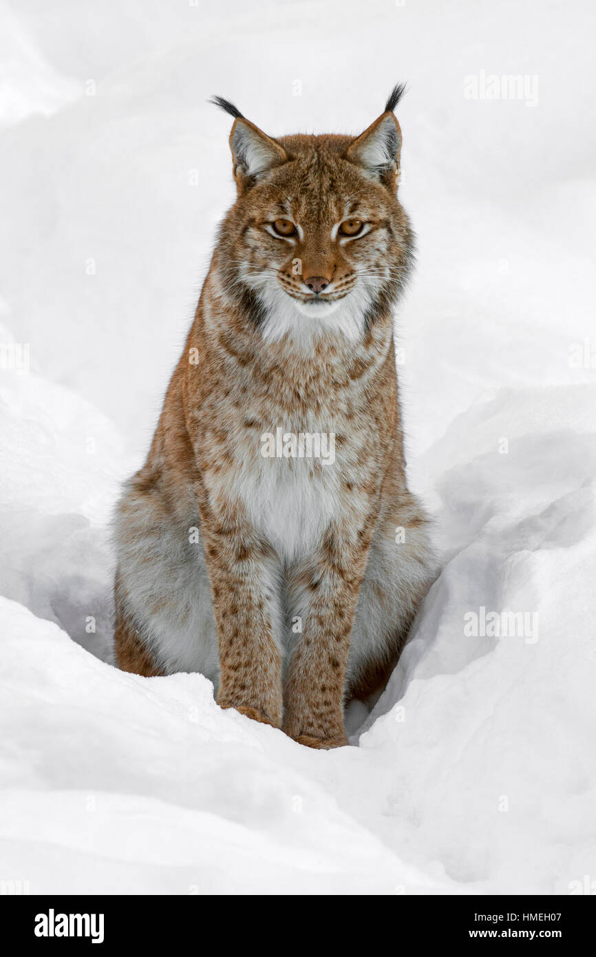 Eurasian (Lynx Lynx lynx) seduta nella neve in inverno Foto Stock